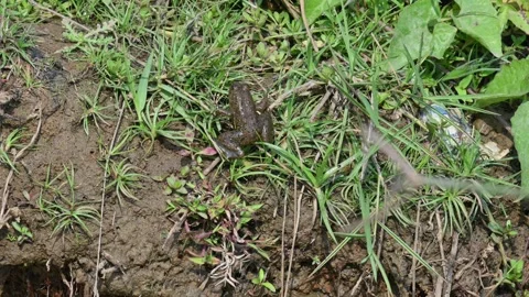 Frogs sitting on  green grass. Stock Footage 309545314