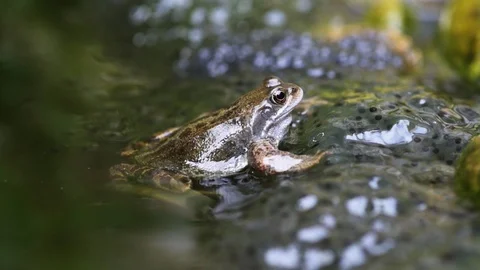 Frogs On Spawn Stock Footage 105573853