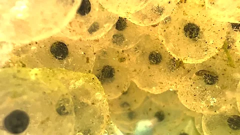 Frogs Spawn Super Close Up Shot,1 Week Old Spawn uk Stock Footage 172295557