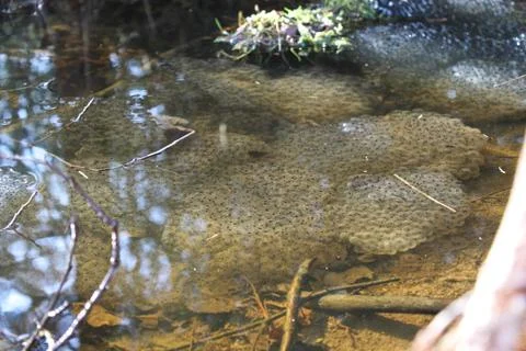Frogs spawning Stock Photos