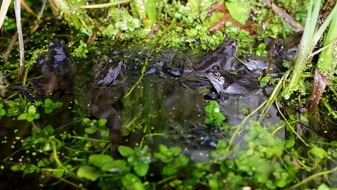 Frogs Spawning In Pond Stock Footage