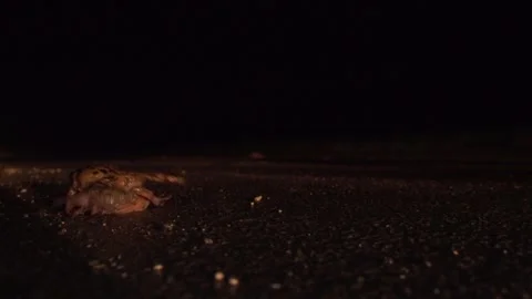 frogs on the street at night (mating sea... | Stock Video | Pond5