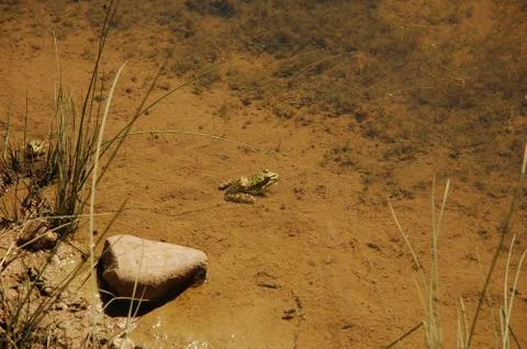 Frogs in summer Foto stock