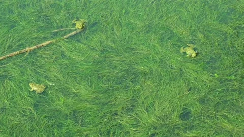 Frogs on the surface of the swamp inflate their vocal sacs 스톡 동영상 295037565