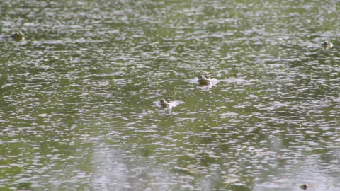 Frogs in the swamp 库存影片 90784034