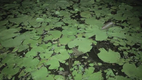 Frogs on swamp at night 스톡 동영상 149123917