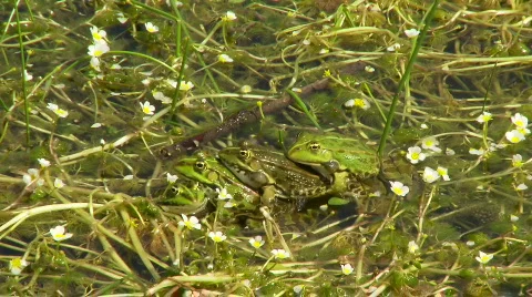 Frogs swimming and croaking in the lake swamp Stock Footage