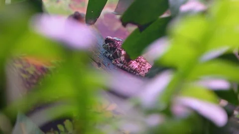 Frogs In The Terrarium Stock Footage 96727156