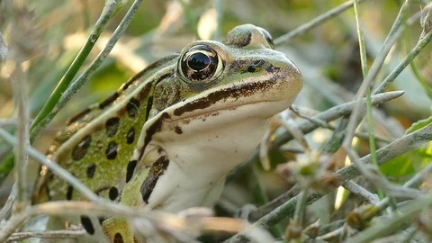 Frog's throat moving fast during breathing while on the ground in grass - HD Video stock 91288720