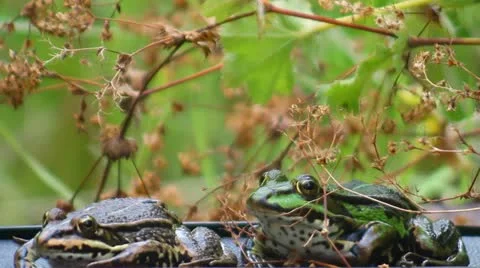 Frogs - two - croak - no audio Stock Footage 11525291