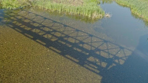 Frogs in the water Stock Footage 106715921