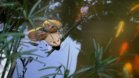 Frogs in the water it's sitting on inverted plant pot. The pond have koi fish sw Stock Footage 122425666