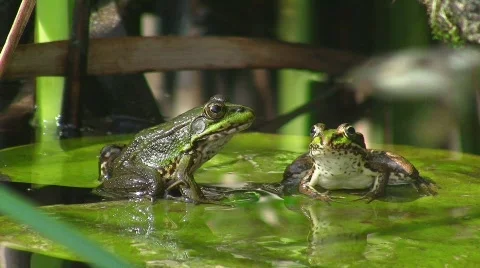 Frogs on water lily (diving) Stock Footage 510667