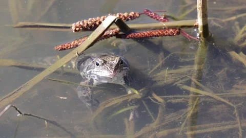 Frogs in the water of a small swamp, close-up Stock Footage 306372843
