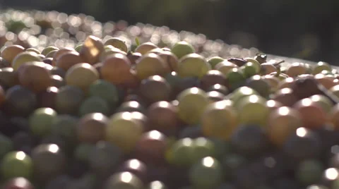 Frogs1 Stock Footage 32676328