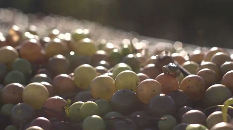 Frogs2 Stock Footage 32676361