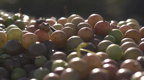 Frogs3 Stock Footage 32676474