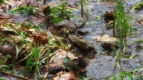 FrogsFightingForLove Stock Footage 377255