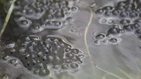 Frogspawn eggs in pond water during spring breeding season in Wales UK Video stock 326226912