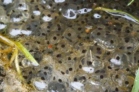 Frogspawn floating in pond water showing new life Stock-Fotos