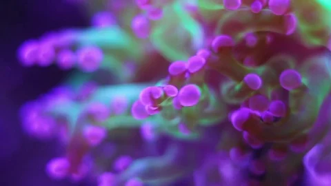 Frogspawn green - pink tips (euphyllia coral) Stock Footage
