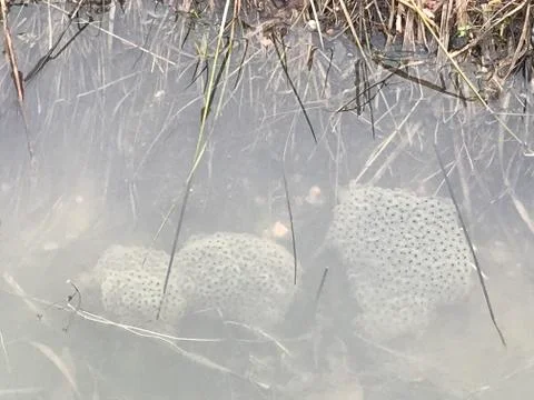 Frogspawn in a hay tussock Stock Photos