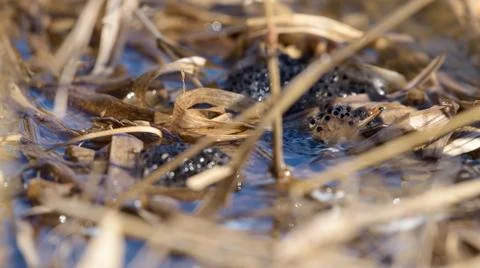 Frogspawn in a lake water surrounded by reed leaf Stock Photos