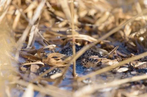 Frogspawn in a lake water surrounded by reed leaf Stock Photos