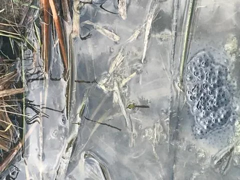 Frogspawn in a muddy pond Stock Photos