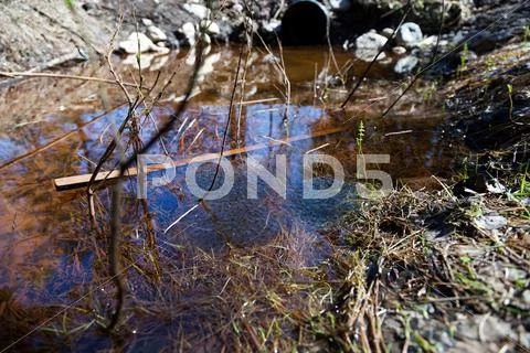 Frogspawn Stock Photos
