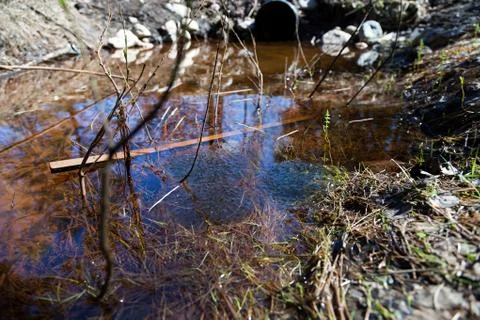 Frogspawn Stock Photos