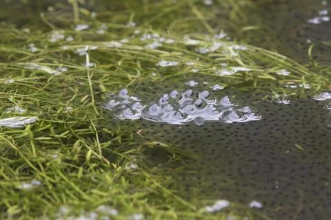 Frogspawn Stock Photos