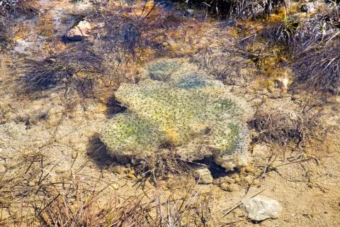 Frogspawn Stock Photos