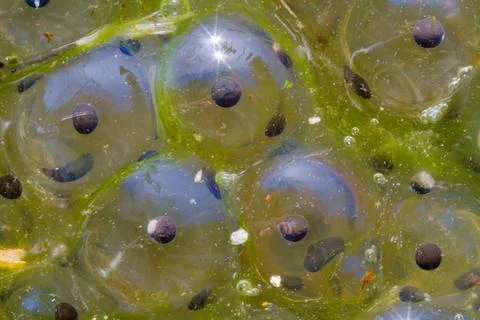 Frogspawn Stock Photos