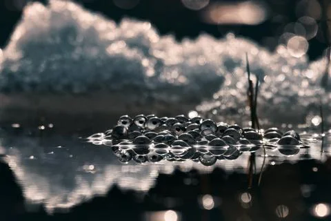 Frogspawn Stock-Fotos