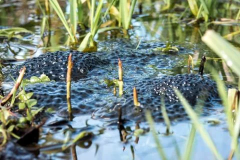 Frogspawn in pond 写真素材