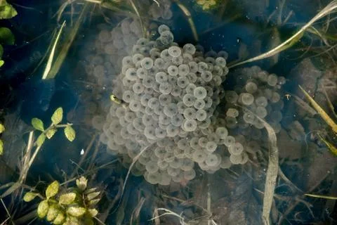 Frogspawn in pond 写真素材