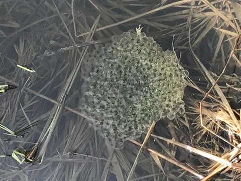Frogspawn in a pond Stock Photos