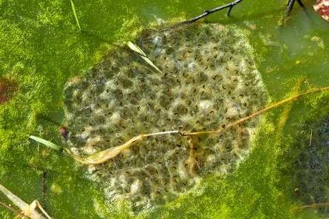 Frogspawn in a pond at springtime Stock Photos