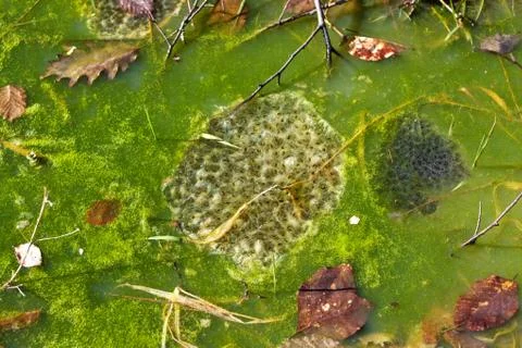 Frogspawn in a pond at springtime Stock Photos