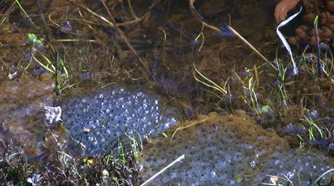 Frogspawn in shallow flowing water of drainage ditch Stock Footage 22422275