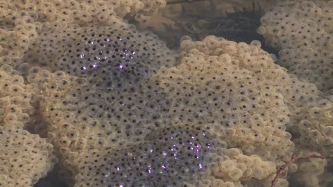 Frogspawn in the water Stock Footage 262456909