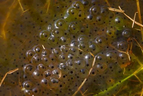 Frogspawn in water Stock Photos