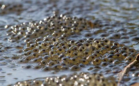 Frogspawn in water Stock Photos