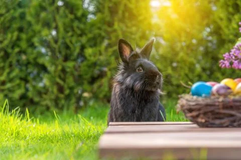 Frohe Ostern Stock Photos