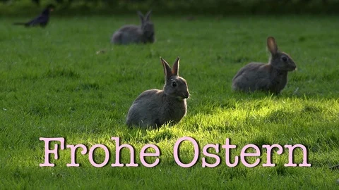 Frohe Ostern video loop Stock Footage 104347200