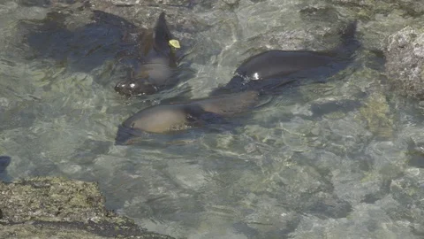 Frolicking fur seals Stock Footage 116649143