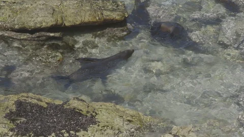 Frolicking fur seals Stock Footage 116649255
