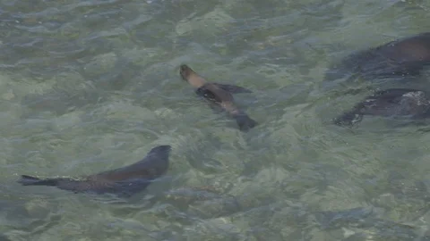 Frolicking fur seals Stock Footage 116649308