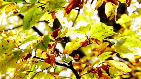 Frond in autumn Video stock 79559434